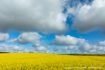 Yellow rapeseed flowers against a bright blue sky with white clouds