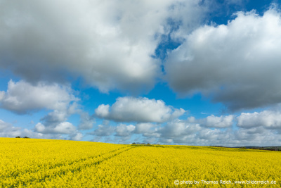 Yellow rapeseed flowers on field with blue sky and clouds