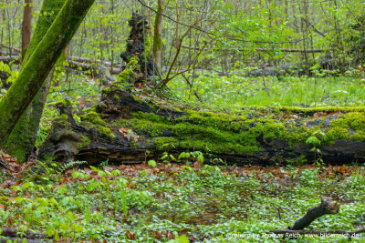 Fallen tree trunk covered in moss in forest