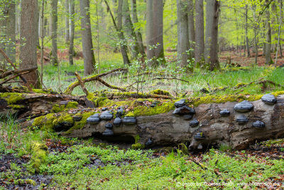 Mushrooms on a dead fallen tree trunk