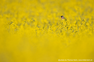 European Stonechat perches in a field of Oilseed rape flowers