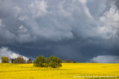 Blooming Rapeseed Field under Thunderclouds