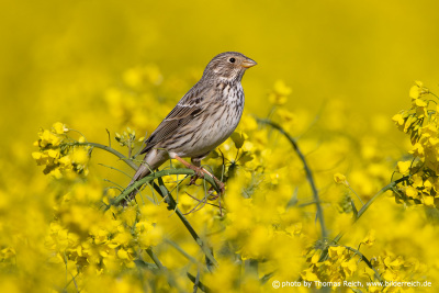 Corn bunting perches in a field of Oilseed rape