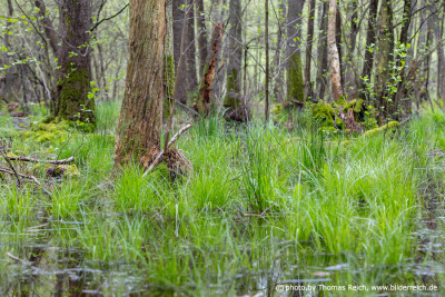 Trees in a wet swamp