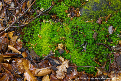 Fresh green moss on the forest floor
