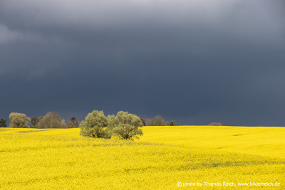 Dark storm clouds over a rapeseed field