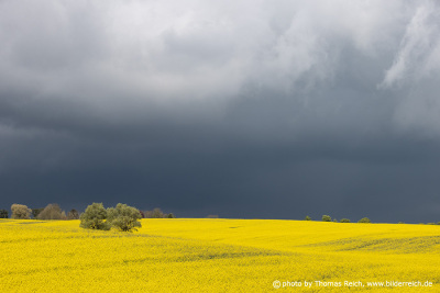 Rapeseed field and thunderclouds