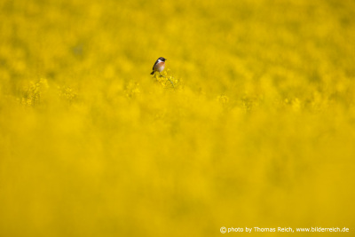 European stonechat in the rapeseed field