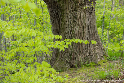 Old oak tree in spring