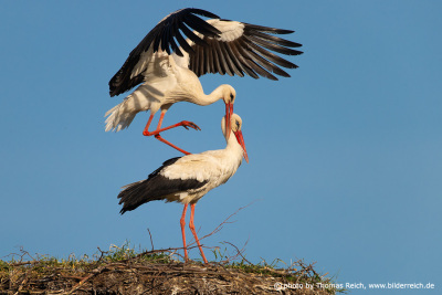 White Stork mating season Copula