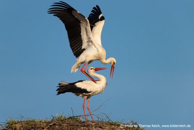 White Stork mating ritual