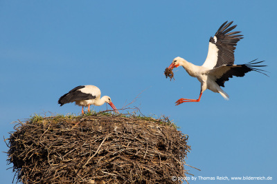 White stork in flight with nesting material