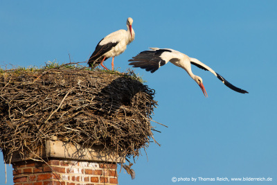 White stork leaves the nest flying